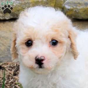 Marty, Bich-Poo Puppy