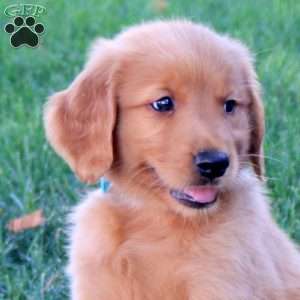 Marty, Golden Retriever Puppy