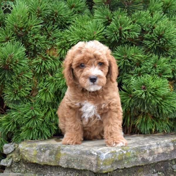 Mason, Mini Goldendoodle Puppy