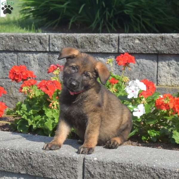 Mason, German Shepherd Puppy