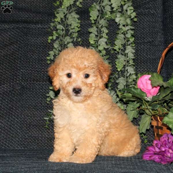 Mason, Bich-Poo Puppy