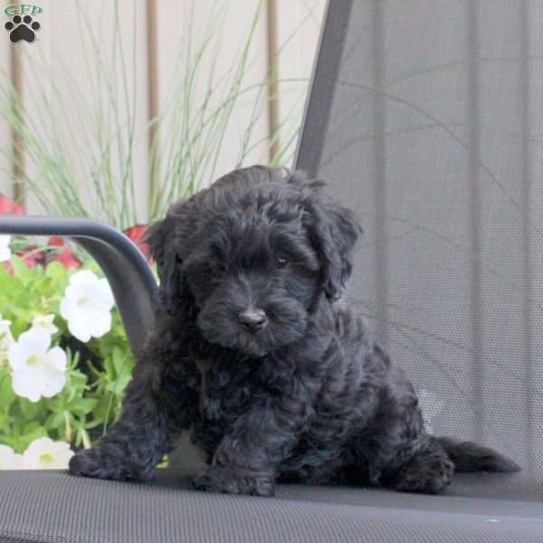 Mason, Miniature Poodle Mix Puppy