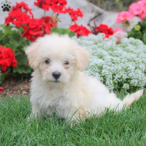 Mason, Havanese Puppy