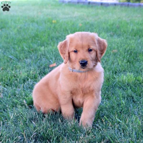 Mason, Golden Retriever Puppy