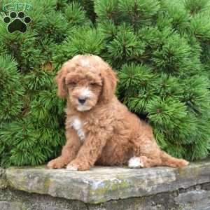 Mason, Mini Goldendoodle Puppy