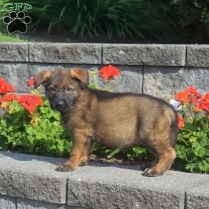 Mason, German Shepherd Puppy