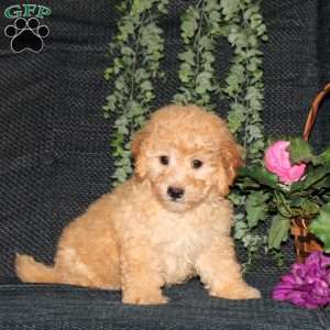 Mason, Bich-Poo Puppy