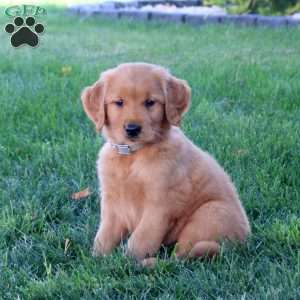 Mason, Golden Retriever Puppy