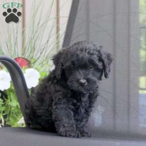 Mason, Miniature Poodle Mix Puppy