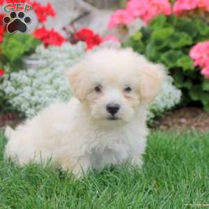 Mason, Havanese Puppy