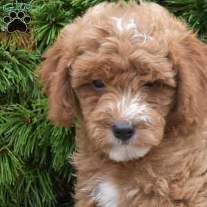 Mason, Mini Goldendoodle Puppy