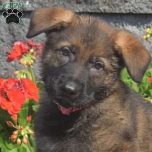 Mason, German Shepherd Puppy