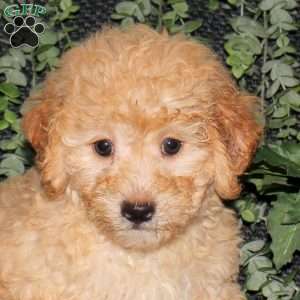 Mason, Bich-Poo Puppy