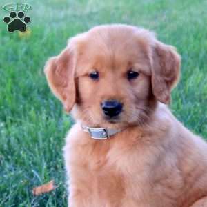 Mason, Golden Retriever Puppy