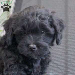 Mason, Miniature Poodle Mix Puppy