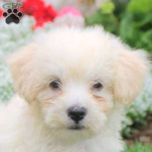 Mason, Havanese Puppy