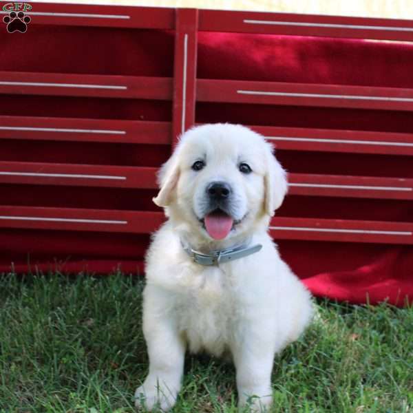 Matt, English Cream Golden Retriever Puppy