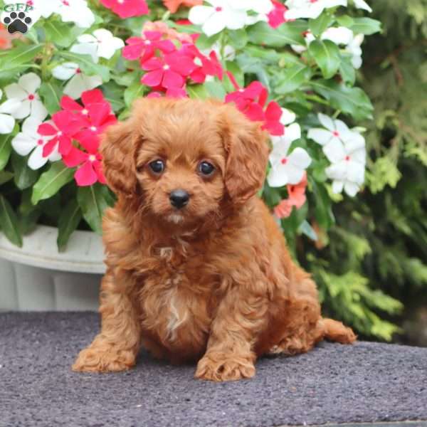 Maureen, Cavapoo Puppy