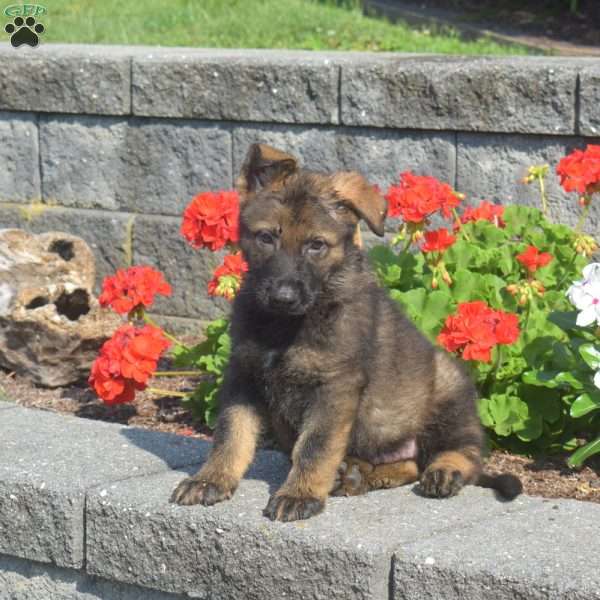 Maverick, German Shepherd Puppy
