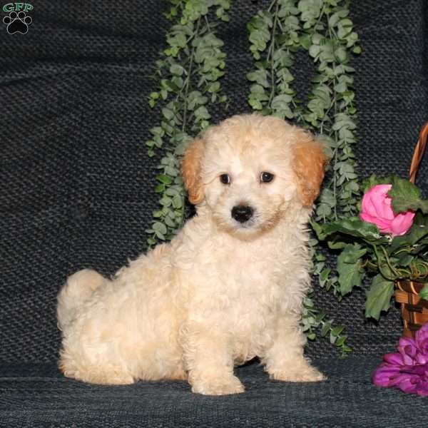 Maverick, Bich-Poo Puppy