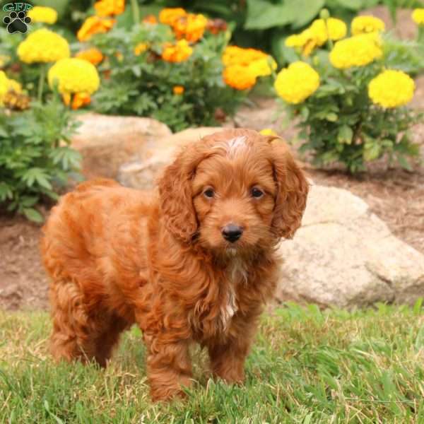 Maverick, Cockapoo Puppy