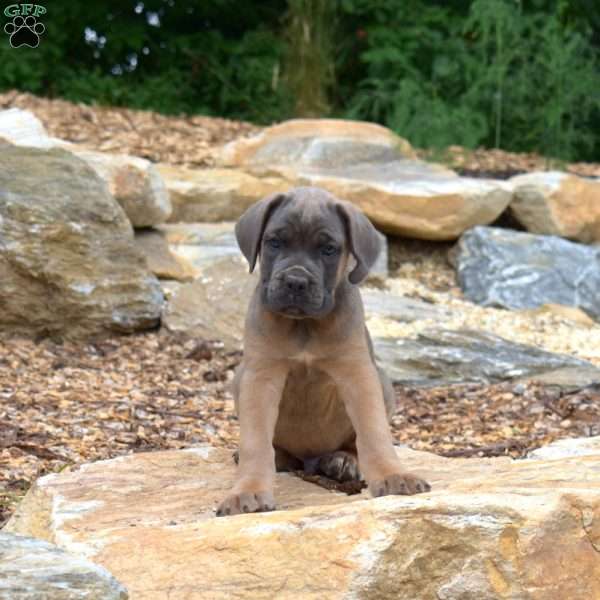 Maverick, Cane Corso Puppy