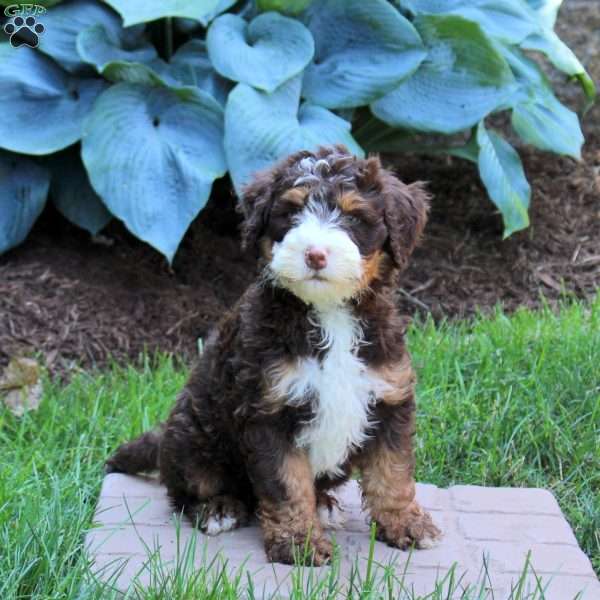 Maverick, Mini Bernedoodle Puppy
