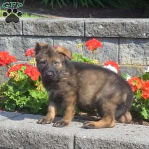 Maverick, German Shepherd Puppy