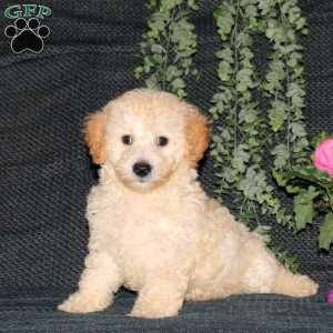 Maverick, Bich-Poo Puppy