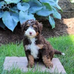 Maverick, Mini Bernedoodle Puppy