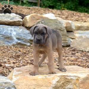 Maverick, Cane Corso Puppy