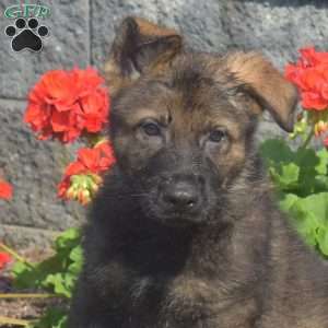 Maverick, German Shepherd Puppy