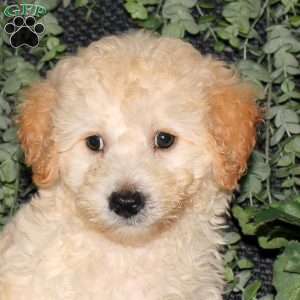 Maverick, Bich-Poo Puppy