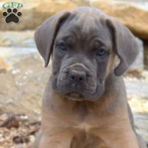 Maverick, Cane Corso Puppy
