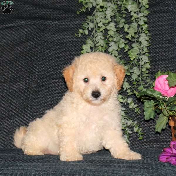Max, Bich-Poo Puppy