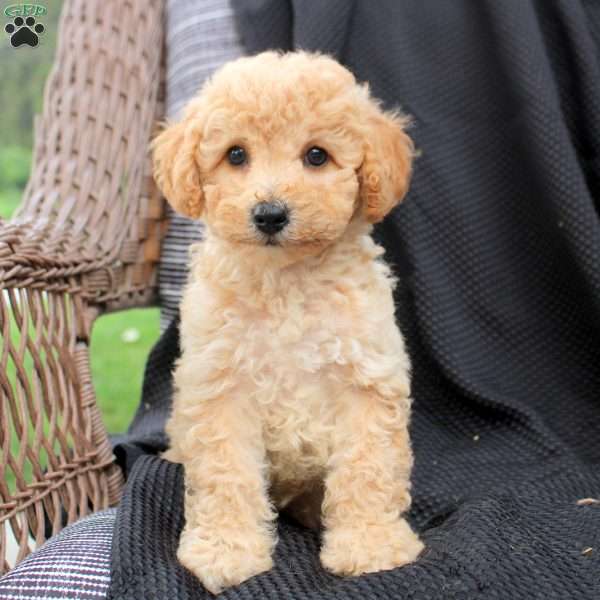Max, Bich-Poo Puppy
