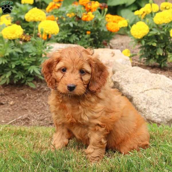 Max, Cockapoo Puppy