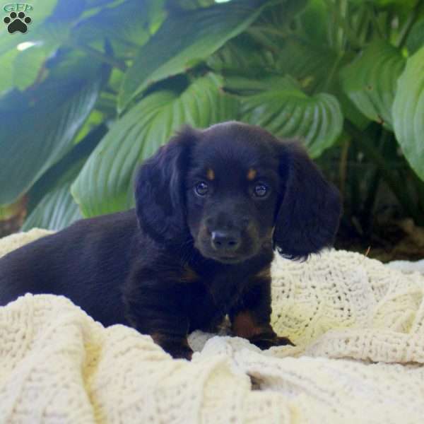 Max, Dachshund Puppy