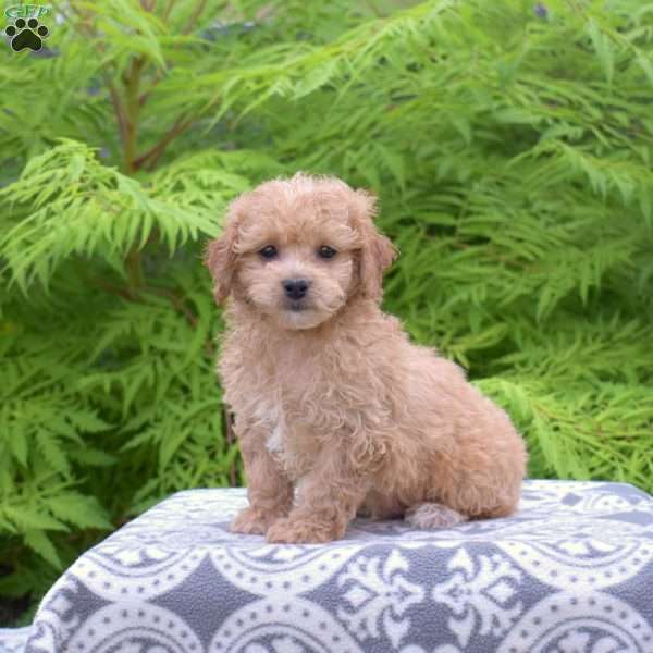 Max, Maltipoo Puppy