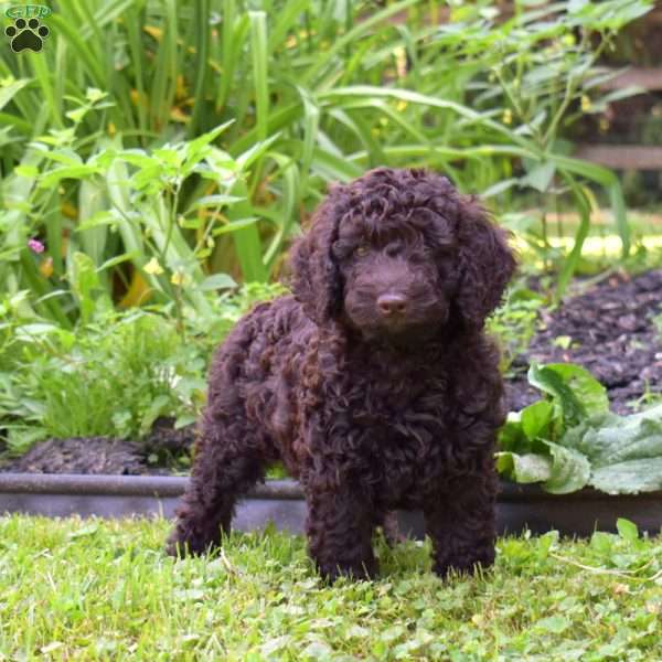 Max, Miniature Poodle Mix Puppy