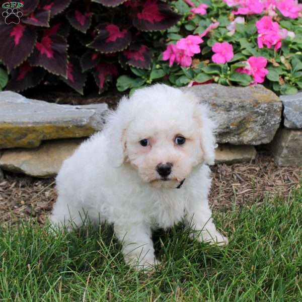 Max, Bich-Poo Puppy
