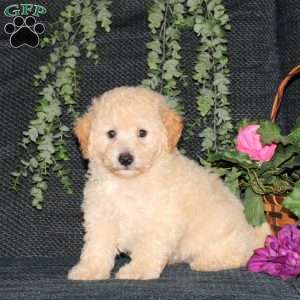 Max, Bich-Poo Puppy