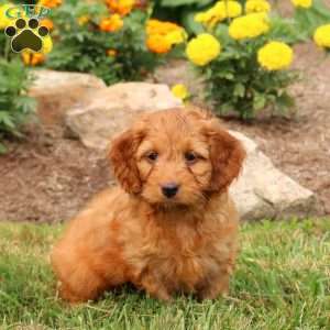 Max, Cockapoo Puppy