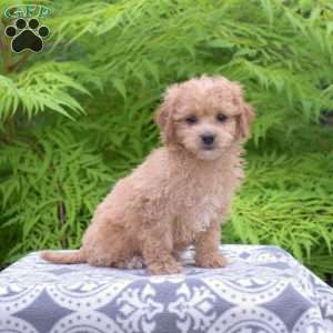 Max, Maltipoo Puppy