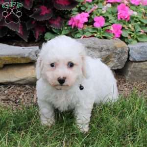 Max, Bich-Poo Puppy