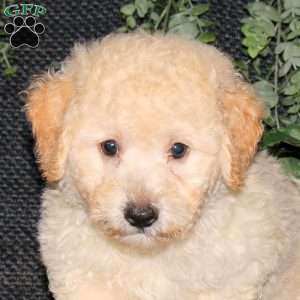 Max, Bich-Poo Puppy