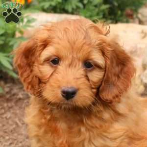 Max, Cockapoo Puppy