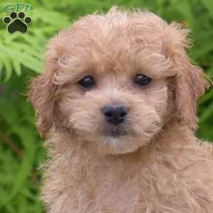 Max, Maltipoo Puppy