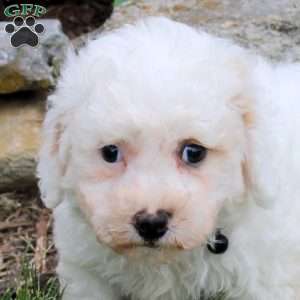 Max, Bich-Poo Puppy
