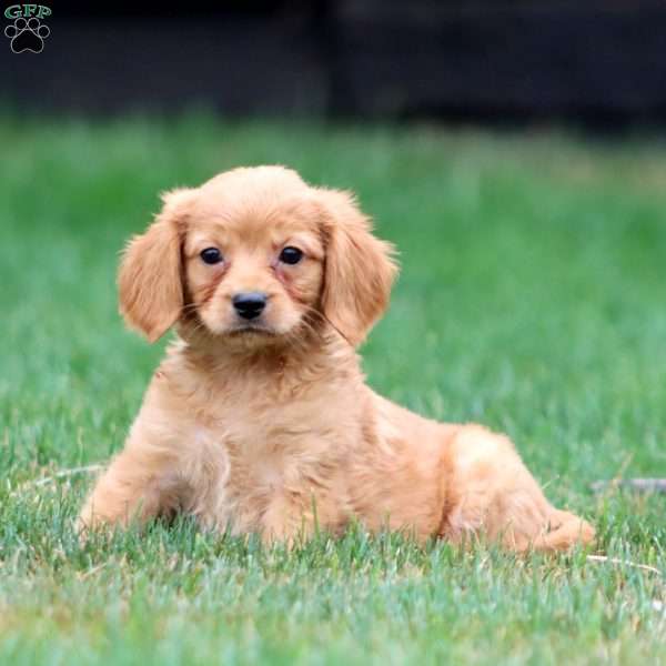 Max, Miniature Golden Retriever Puppy
